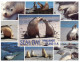 (234) Australia - SA - Kangaroo Island Seal Bay - Kangaroo Islands
