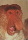 PR892 - POSTAL - SAN DIEGO - ZOO - PROBOSCIS MONKEY - Monos