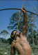 SPORTS - TIR A L´ARC - BRESIL - Archery