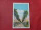> Cuba  Havana --- Royal Palms Avenue    Ref 1751 - Cuba