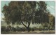 California Pepper Tree - 1908 - Arbres