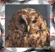 O03214 China Phone Cards Owl Puzzle 60pcs - Owls
