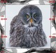 Delcampe - O03214 China Phone Cards Owl Puzzle 60pcs - Owls