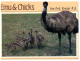 (123) Australia - Emu And Chick - Outback