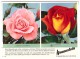 Original Werbung / Reklame - 1959 - Rosen , W. Hauenstein In Rafz , Blumen , Blumenhaus  !!! - Rafz