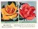 Original Werbung / Reklame - 1959 - Rosen , W. Hauenstein In Rafz , Blumen , Blumenhaus  !!! - Rafz