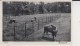 Zoo Zeist Bisonpark 1913 - Otros & Sin Clasificación