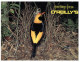 (404) Australia - QLD - O'Reillys Regent Bower Bird - Atherton Tablelands