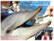(308) Australia - NSW - Coff Harbour Dolphin - Coffs Harbour