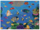 (308) Australia - QLD - Fishes - Great Barrier Reef