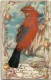 5967 ART ARTE BIRD REAL WITH FEATHERS YEAR 1905 POSTAL POSTCARD - Andere & Zonder Classificatie