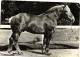 CHEVAL  FRANCE  BOULONNAIS  Recto Verso Pub Soufrane - Horses