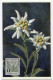 ANDORRE ESPAGNOL CARTE MAXIMUM DU N°43A  2c. EDELWEISS  OBLITERATION ANDORRA  25 SET 52 - Storia Postale