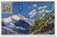 ANDORRE ESPAGNOL CARTE MAXIMUM DU N°43A  2c. EDELWEISS  OBLITERATION ANDORRA  25 OCT 52 - Brieven En Documenten