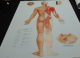 LOTTO 5 TAVOLE POSTER BIG 70X100 AGOPUNTURA SHIATSU QI GONG - Unclassified