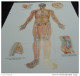 LOTTO 5 TAVOLE POSTER BIG 70X100 AGOPUNTURA SHIATSU QI GONG - Non Classificati