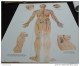 LOTTO 5 TAVOLE POSTER BIG 70X100 AGOPUNTURA SHIATSU QI GONG - Unclassified