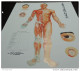 LOTTO 5 TAVOLE POSTER BIG 70X100 AGOPUNTURA SHIATSU QI GONG - Non Classificati