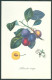 Delcampe - Reader's Digest Frutta Fuit Serie 6 Cartoline Numerate Nuove In Carnet -Fiog94 - Altri & Non Classificati