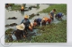 Thailand Postcard - Thai - Farmers After Harvest At Their Leisure - Farms In Thailand - Tailandia