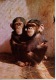 Côte Occidentale D'Afrique : Guinée équatoriale - RIO MUNI Maman Et Bébé Chimpanzés (animaux Singes) - Guinée Equatoriale
