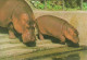 HIPPOPOTAMUS * BABY HIPPO * ANIMAL * ZOO & BOTANICAL GARDEN * BUDAPEST * KAK 0028 762 * Hungary - Hippopotamuses