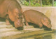 HIPPOPOTAMUS * BABY HIPPO * ANIMAL * ZOO & BOTANICAL GARDEN * BUDAPEST * KAK 0028 771 * Hungary - Flusspferde