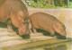 HIPPOPOTAMUS * BABY HIPPO * ANIMAL * ZOO & BOTANICAL GARDEN * BUDAPEST * KAK 0028 771 * Hungary - Ippopotami