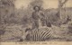 BELG. CONGO 1912 : PWS/E.P./P.St . -ILLUSTR.° Nr.52 – 10 C. : ZEBRA,FOEST,GUN,RIFLE, - Game