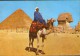 Egypt - Postcard   Unused   - Giza - Camel Driver Near The Sphinx And Pyramid Of Khufu  - 2/scans - Gizeh