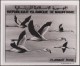 Mauritanie 1982 Y&T 504/5. Épreuves-photos Et Essai Offset. Oiseaux Du Banc D'Arquin. Pélicans Blancs Et Flamants Roses - Pélicans