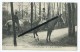 CPA - Chantilly - La Chasse à Courre - S.A.M. Le Prince Murat - Cheval,chevaux - Chantilly