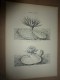 Delcampe - 1901    ETUDES De FLEURS Dessins à La PLUME     Dont Signatures De  L. Gangneron - Estampes & Gravures