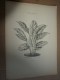 Delcampe - 1901    ETUDES De FLEURS Dessins à La PLUME     Dont Signatures De  L. Gangneron - Estampes & Gravures