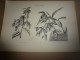 Delcampe - 1901    ETUDES De FLEURS Dessins à La PLUME     Dont Signatures De  L. Gangneron - Estampes & Gravures