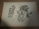 Delcampe - 1901    ETUDES De FLEURS Dessins à La PLUME     Dont Signatures De  L. Gangneron - Estampes & Gravures