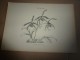 Delcampe - 1901    ETUDES De FLEURS Dessins à La PLUME     Dont Signatures De  L. Gangneron - Estampes & Gravures