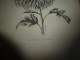 Delcampe - 1901    ETUDES De FLEURS Dessins à La PLUME     Dont Signatures De  L. Gangneron - Estampes & Gravures