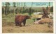 Brown Bear Waiting For Garbage, Yellowstone National Park - 1961 - Yellowstone