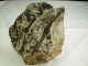 BRANCHES ET BRINDILLES VEGETAUX FOSSILES  12 X 11, CM GRES DE JAHON LANGEAC - Fossils