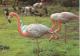 Halle Saale Zoo Tierpark Flusspferde Flamingo 80er MB - Hippopotames