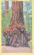 U.S.  ANIMAL  TREE   BIG  BASIN,   CALIF. COAST   Used    1949 - USA National Parks