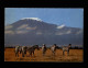 ANIMAUX - ZEBRES - Kilimanjaro - Zebre