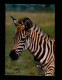 ANIMAUX - ZEBRES - Afrique - - Zebra's