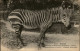 ANIMAUX - ZEBRES - Zoo - PARIS - Zebra's