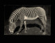 ANIMAUX - ZEBRES - Zoo - PARIS - - Zebre