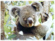 (604) Koala Bear - Ours