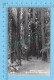 Real Photo ( Cathedral Groove Muir Woods Nat´l Monument, Zad 29  )   POSTCARD 2 SCANS - Bäume