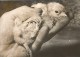 Freak 4 Legged Chicken Chick France Old Photo 1954 - Autres & Non Classés