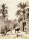 Algérie Sahara Oasis Biskra Mule Ane Ancienne Photo Neurdein 1890 - Afrique